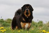 DOGUE DU TIBET 231